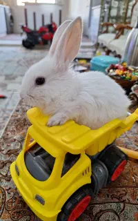 خرگوش