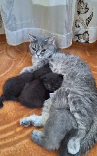 گربه بیریتیش