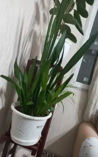 گل سانسوریا