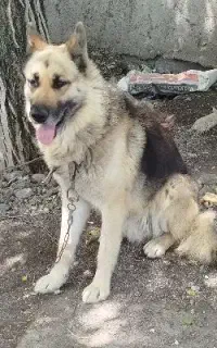 سگ  نر