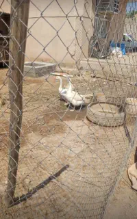 قوغاز گردن ماری