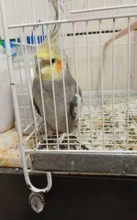 عروس هلندی نر جوان و سالم، دستی ،