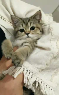 گربه اسکاتیش