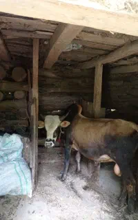 ورزا کل