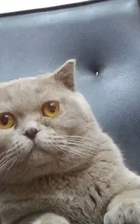 گربه اسکاتیش