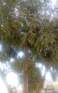 بلیط کنسرت شجریان