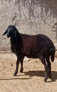 فروش یک عدد بره ماده هترو سیاه