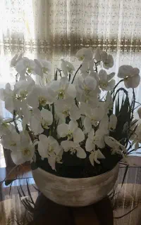 گل ارکیده سفید با گلدان بزرگ و زیبا