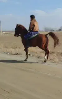 اسب نر