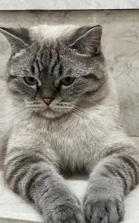 گربه اسکاتیش پرشین