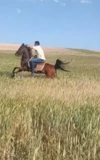 اسب مادیان