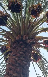 خرما پیارم درجه ۱