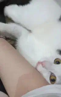 واگذاری گربه شاهین شهر اصفهان