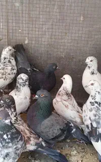 کبوتر پرشی  درجه یک