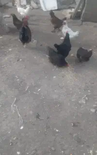 مرغ خروس