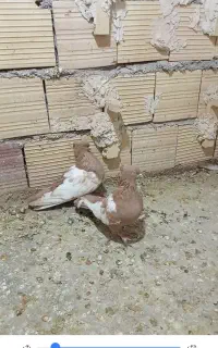 جفت سینه زرد