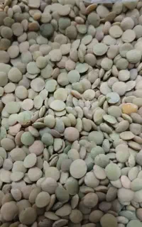 عدس مرغوب