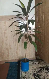 گل زیبای خانگی
