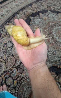 حلزون بزرگ