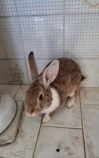 خرگوش