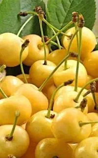 گیلاس زرد اورمیه بازار پسند