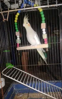 عروس هلندی نر