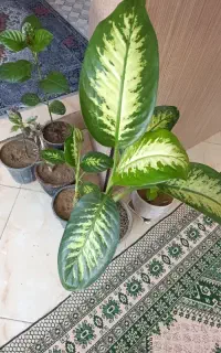 گل و گیاه