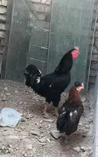 خروس اصیل رسمی