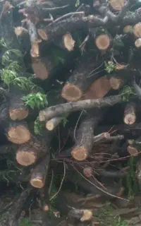 برش چوب رایگان وخرید چوب باغی