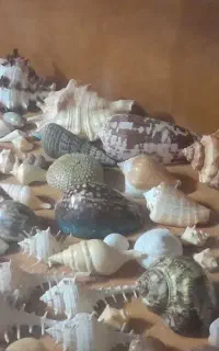 مجموعه‌ای از صدف گوش ماهی صدف حلزونی،طوطیا ،مرجان