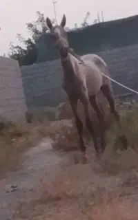 کره اسب مادیان پنج ماهه