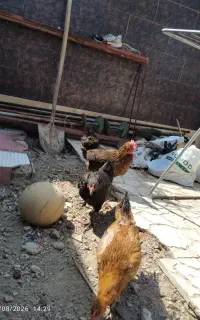 سه مرغ محلی تخم گذار معاوضه باقناری نربخون
