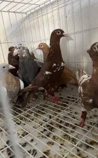 کبوتر سرخ و زرد