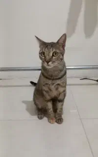 واگذاری دوتا گربه