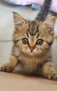 بچه گربه 60 روزه