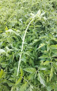 نهال گورجه درجه یک