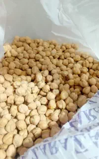 نخود لبو برداشت امسال