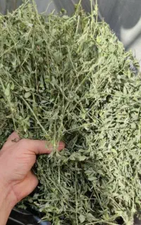 خریدار یونجه ۱