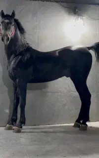 نریون ۵سال . .شجره قوی  .۶ دانگ (مدرک دار