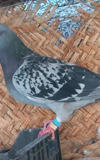 کبوتر دوجفت مگس مسافتی