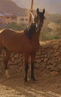 اسب مادیان سه و نیم ساله
