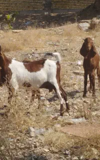 بز پاکستانی