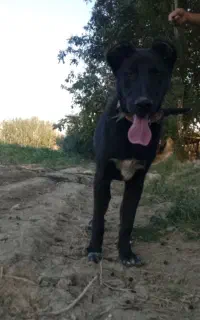 سگ سرابی اصل