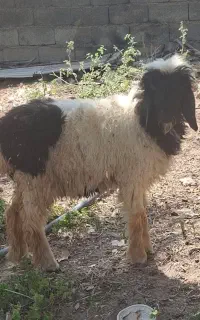 فروش جفت بره نر و ماده آبپخش