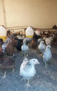 جوجه مرغ رسمی گلپایگانی 3 ماهه
