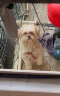 سگ شیتزو کراس ماده اصل