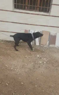 سک نگهبان