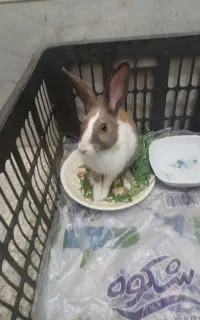 خرگوش