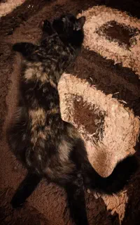 گربه