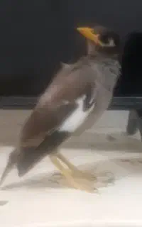 مرغ مینا گمشده